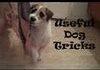 Awesome Dog Tricks! [Read Description]