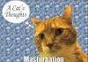 A Cat's Thoughts on Masturbation