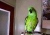 awesome Parrot